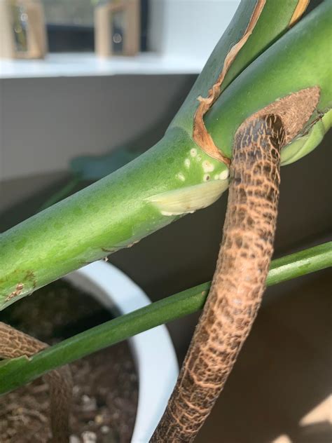 bumps on monstera stem|Deciphering White Spots on Monstera Stems: Causes。